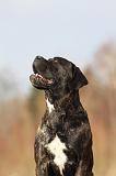 CANE CORSO 811